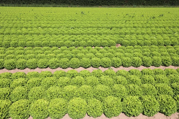 生物学的技術で栽培されたグリーンレタスの分野 — ストック写真