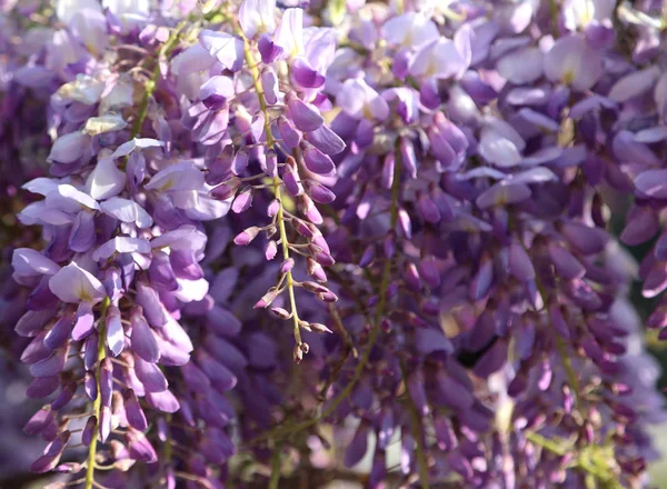 ウィスタリアとも呼ばれる藤の花 — ストック写真