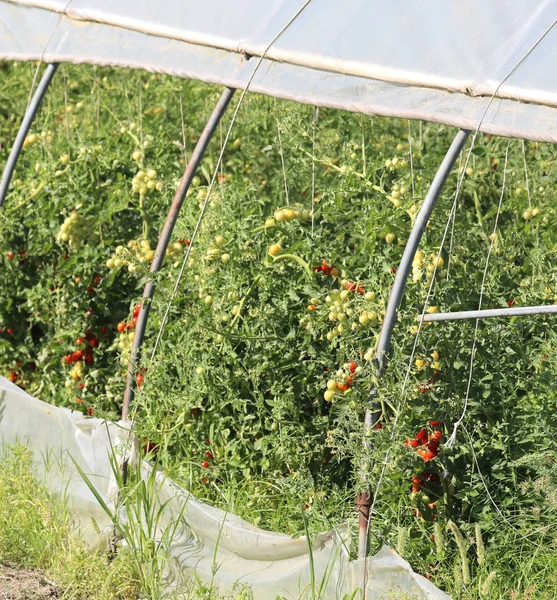 Serra con molte piante di pomodori — Foto Stock