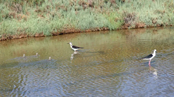 Familie van zwart vleugel stilt vogels met vader en moeder die p — Stockfoto