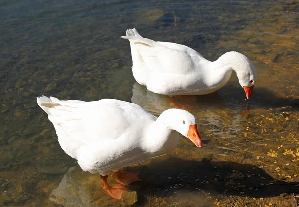 Twee witte ganzen — Stockfoto