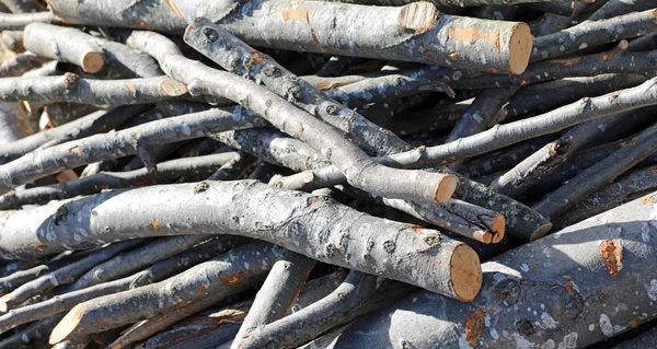 Holzstämme, die von Holzfällern gefällt werden, um als Brennstoff für die Bergheizung verwendet zu werden — Stockfoto