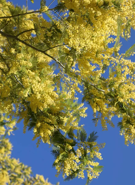 Gele Mimosas bloemen in het voorjaar — Stockfoto