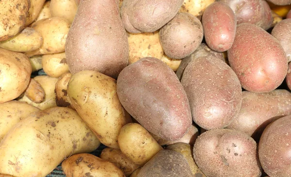 Rode en gele biologische aardappelen — Stockfoto