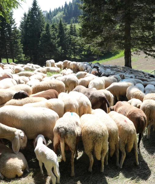 Stado owiec wypasu na łące górskiej — Zdjęcie stockowe