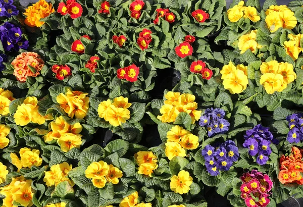 Achtergrond van kleurrijke bloemen te koop in de lente — Stockfoto