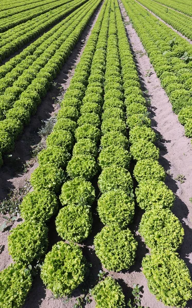 Reihen grüner Salat mit sandigem Boden im Sommer — Stockfoto