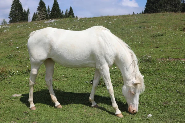 Very white albino young horse — Stock Photo, Image