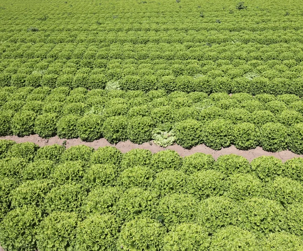 Fundo de alface verde com solo arenoso — Fotografia de Stock
