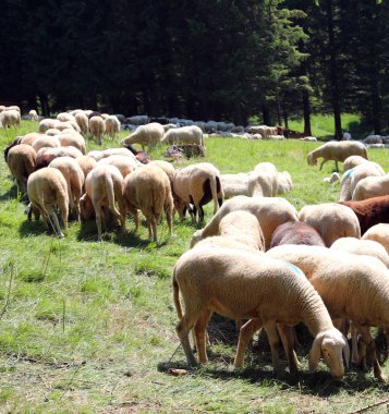 Çayırda beyaz koyun otlatıyor sürüsü