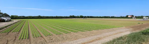 Amplio campo cultivado de lechuga verde — Foto de Stock