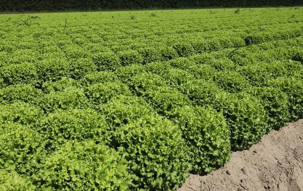 Green fresh lettuce on the field — Stock Photo, Image