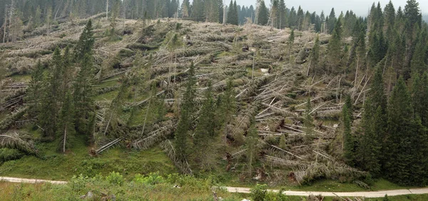 Colina com árvores caídas após o furacão — Fotografia de Stock