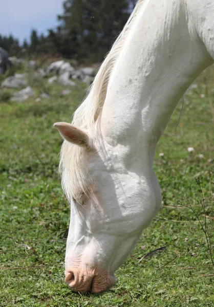 Witte snuit van een albino paard — Stockfoto