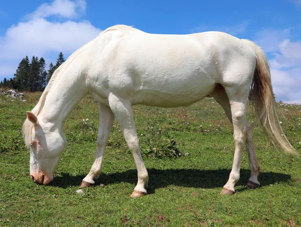 White albino horse white grazing in mountain in summer without p — Stock Photo, Image