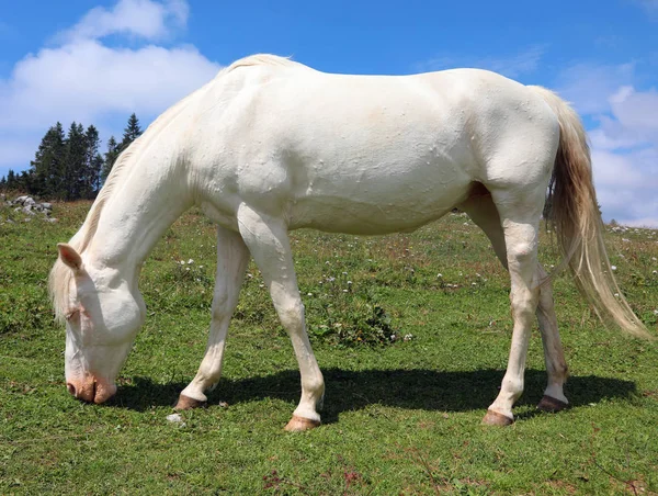 Cheval albinos blanc pâturage blanc en montagne en été sans p — Photo