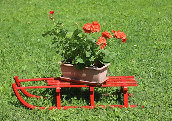 Trineo rojo con jarrón de geranios en el prado — Foto de Stock