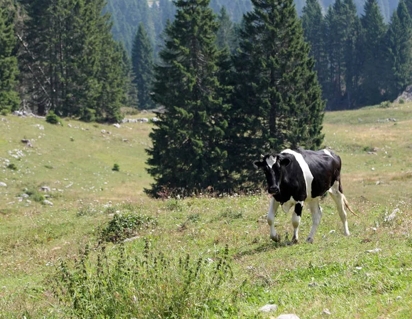 Black and white cow in mountain — Stock Photo, Image