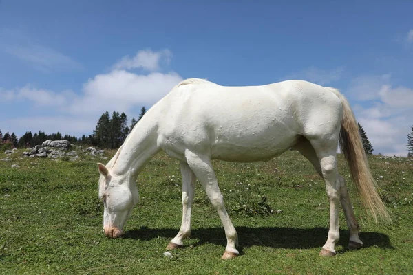 Albinos pâturage de cheval blanc — Photo