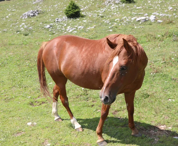 Cavalo maravilhoso no prado — Fotografia de Stock