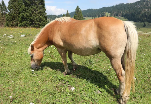 Sozinho cavalo marrom comendo grama verde — Fotografia de Stock