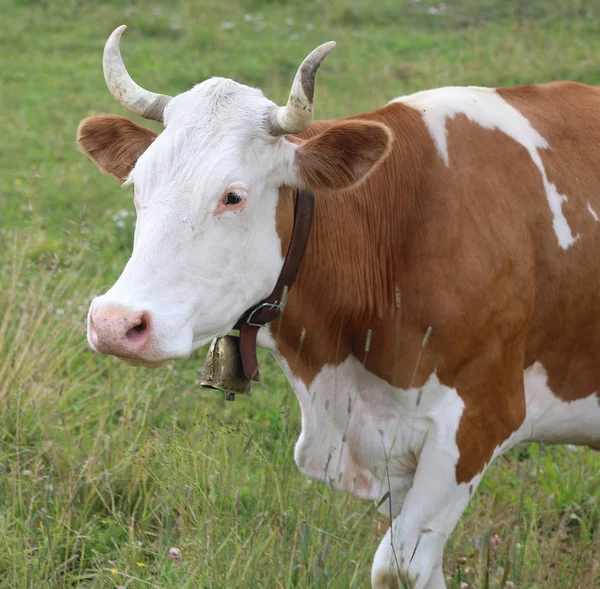 Gehoornde koe met koebel — Stockfoto