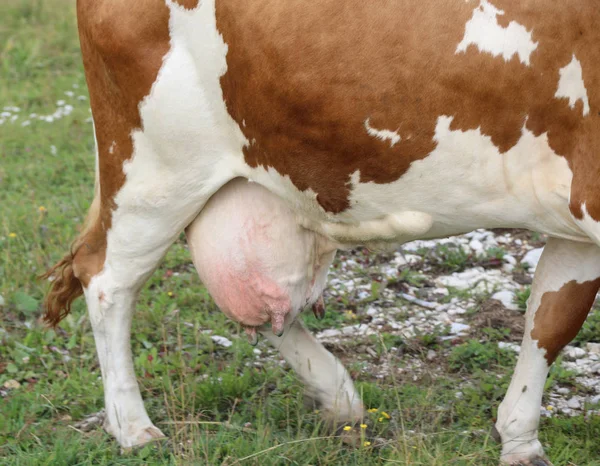 Bruto uier van de koe vol melk — Stockfoto