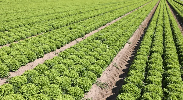 Feld von grünem Salat, geordnet nach Reihen auf der entwässernden sandigen Soja — Stockfoto