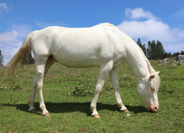 Young white horse outdoors — Stock Photo, Image