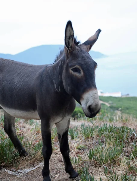 Solitário jovem burro na área mediterrânea — Fotografia de Stock