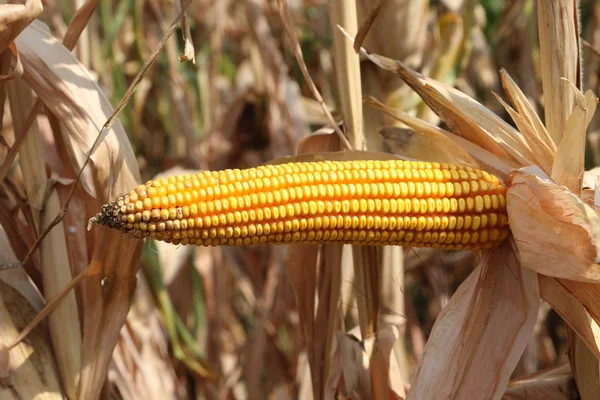 Vey long corn cob with yellow seeds — Stock Photo, Image