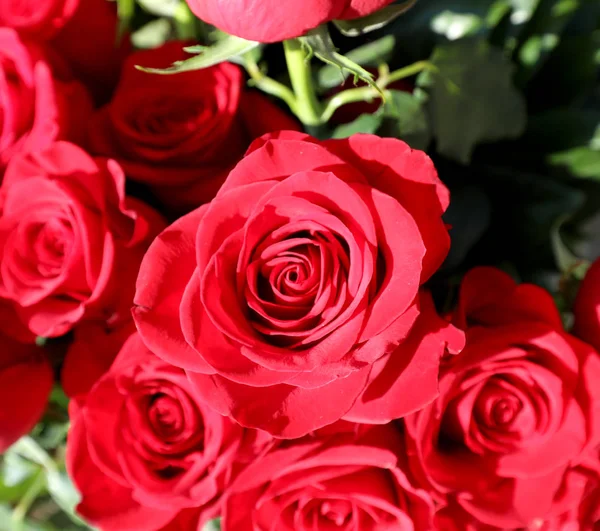 愛と情熱の赤いバラのシンボル — ストック写真