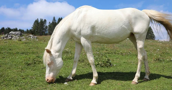 Albino branco cavalo jovem enquanto pastando na montanha — Fotografia de Stock