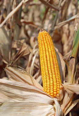 Mısır tohumu ile büyük sarı panicle