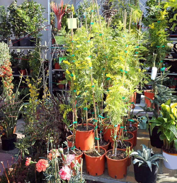 Горшечные растения и красивые мимозы продаются на рынке киоск — стоковое фото
