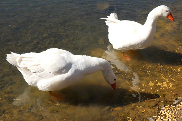 White swans on the shore of a lake — Stock Photo, Image