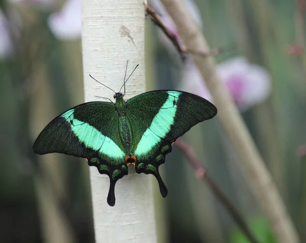 Borboleta com asas verdes descansando em um ramo — Fotografia de Stock