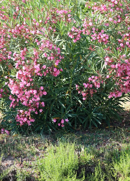 Oleander shrub in italy in summer — Stock Photo, Image