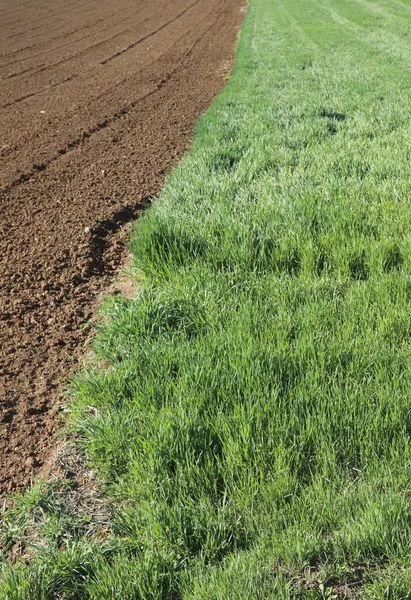 Césped de hierba verde cerca de un campo arado —  Fotos de Stock