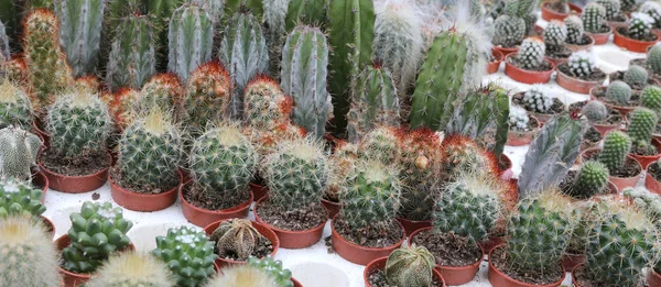 Piccolo cactus succulento — Foto Stock