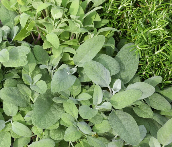 Sage and rosemary — Stock Photo, Image