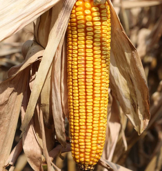 Gran panícula madura de maíz también llamada mazorca de maíz — Foto de Stock