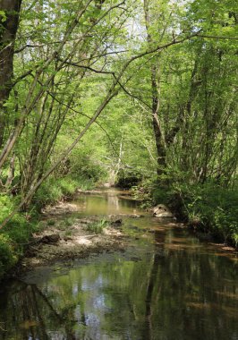 birçok bitki ile küçük dere