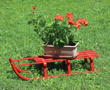 çayırda sardunyaile küçük kırmızı kızak