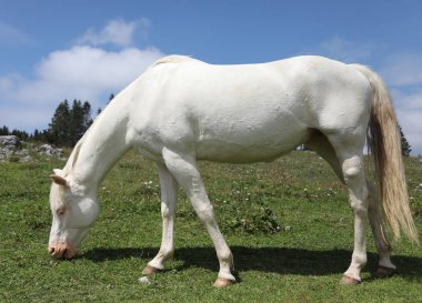 çayırda yeşil otlak otlayan genç beyaz albino at