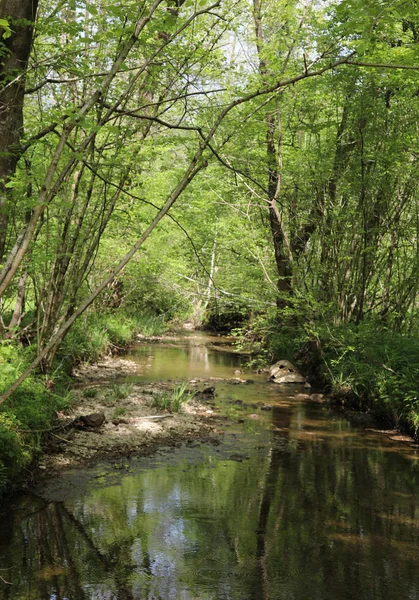 birçok bitki ile küçük dere