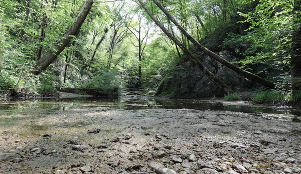 Небольшая река в лесу — стоковое фото
