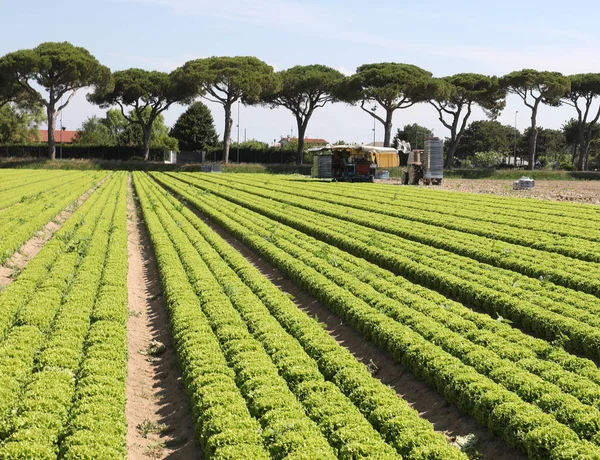 Lattuga coltivata in un campo di sabbia marina — Foto Stock