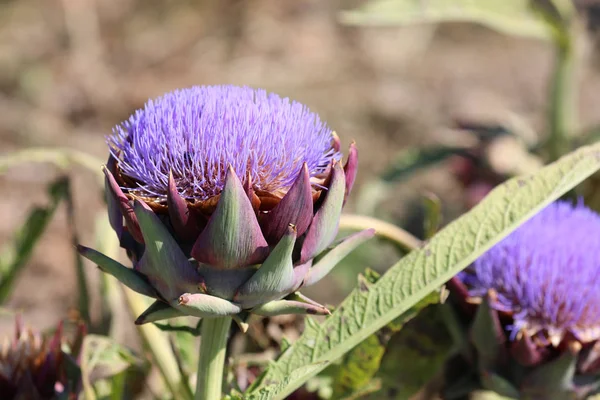 Artichoke head with flower in bloom in summer — Stock Photo, Image