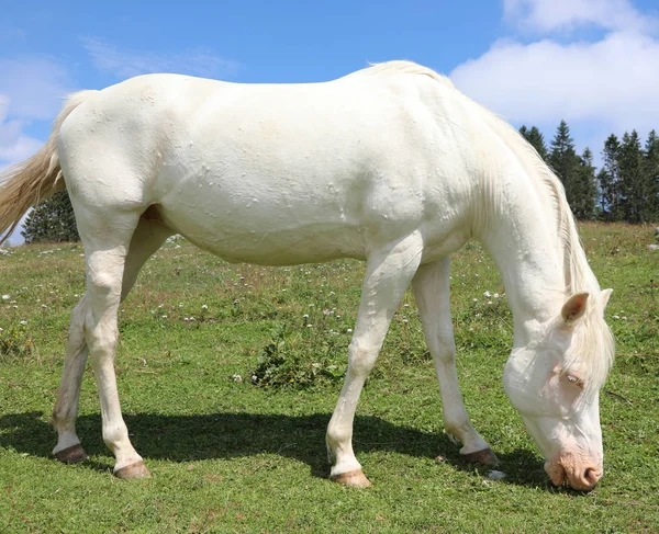 Caballo albino blanco pastoreo blanco en la montaña — Foto de Stock